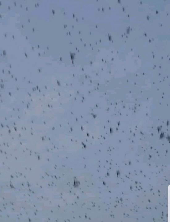 الجراد يهاجم مزارع ردفان