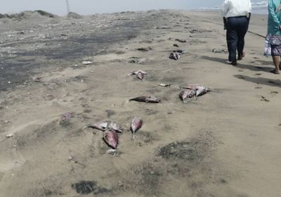 "انتقالي أبين" يتهم سفن الصيد بالتسبب في نفوق الأسماك (صور)