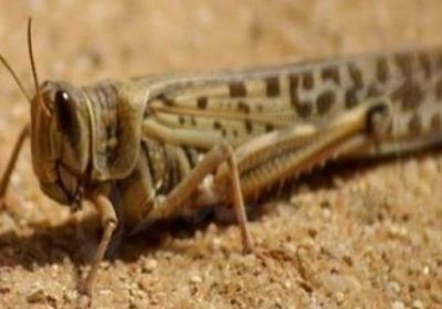 حالة طوارئ بالصومال بسبب غزو الجراد الصحراوى