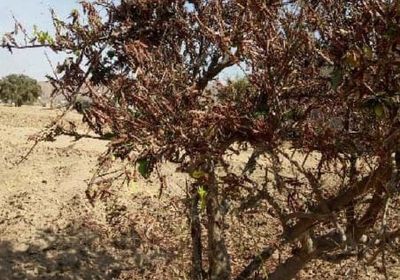 وسط تجاهل السلطة المحلية.. الجراد يهاجم مديرية الصعيد بشبوة