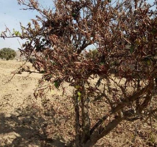 وسط تجاهل السلطة المحلية.. الجراد يهاجم مديرية الصعيد بشبوة