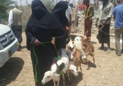 سارق أغنام في قبضة أهالي القطن