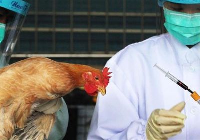 وباء إنفلونزا الطيور يعود من جديد ويجتاح ٨ دول