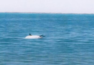 مقتل 3 صيادين مصريين في انفجار لغم حوثي بقاربهم بالبحر الأحمر