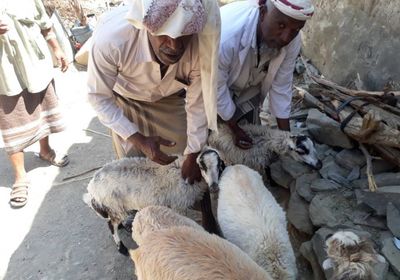 حملة طبية لمكافحة الطفيليات التي تصيب المواشي بمديرية جيشان