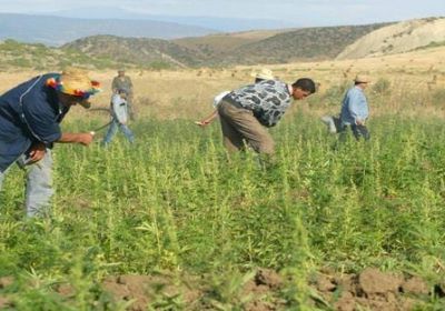 المغرب تضع خطط ضخمة لتطوير القطاع الزراعي