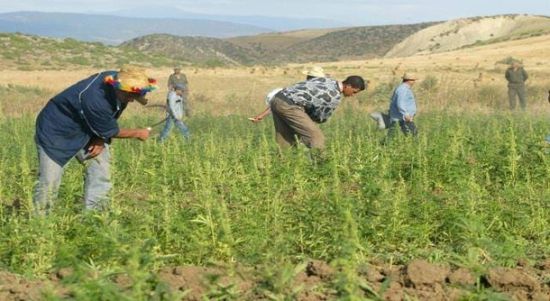المغرب تضع خطط ضخمة لتطوير القطاع الزراعي