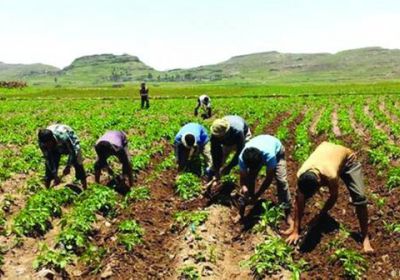 الوطن السعودية: نصف المحاصيل إتاوة حوثية أبريل المقبل