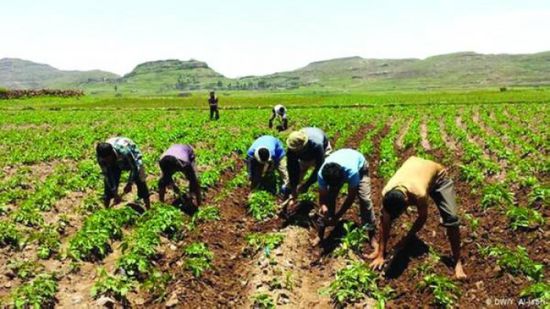 الوطن السعودية: نصف المحاصيل إتاوة حوثية أبريل المقبل