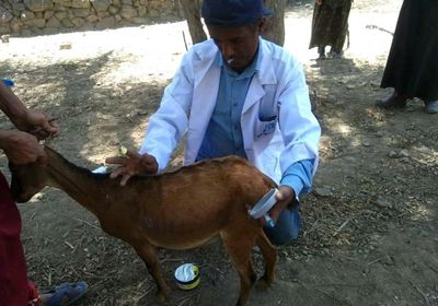 مرض مجهول يحصد المواشي غرب إب  