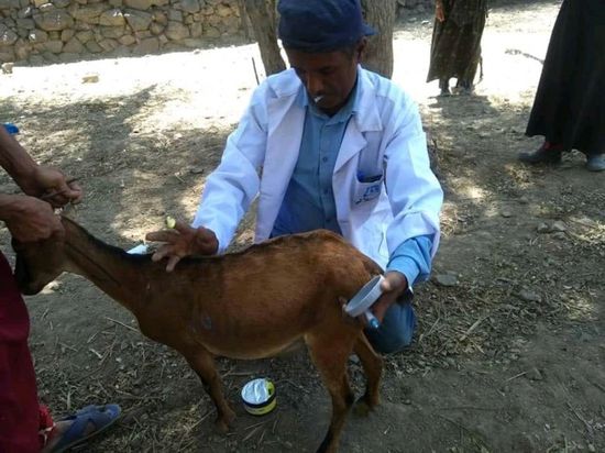 مرض مجهول يحصد المواشي غرب إب  