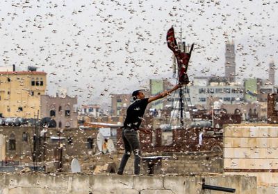 استنفار سعودي لمكافحة أسراب الجراد القادمة من اليمن