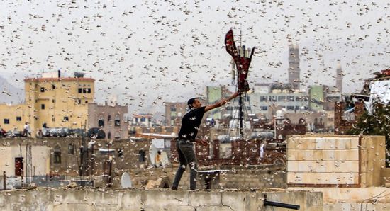 استنفار سعودي لمكافحة أسراب الجراد القادمة من اليمن
