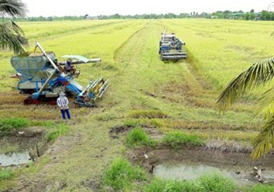 تحذير من خسائر محتملة للزراعة في تايلاند بسبب الجفاف الشديد