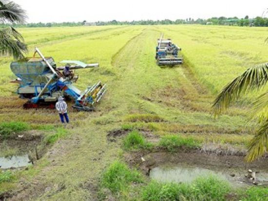 تحذير من خسائر محتملة للزراعة في تايلاند بسبب الجفاف الشديد