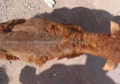 الأمراض تحاصر الثروة الحيوانية في لحج