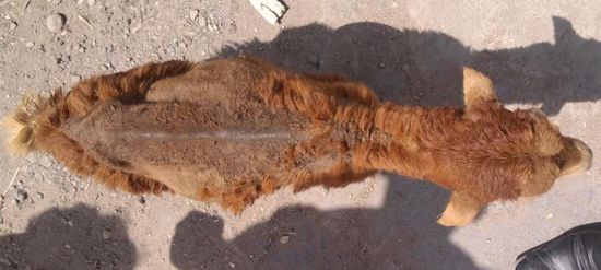 الأمراض تحاصر الثروة الحيوانية في لحج