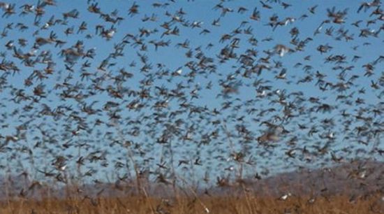 السعودية تعلن القضاء على أسراب جراد قادم من اليمن