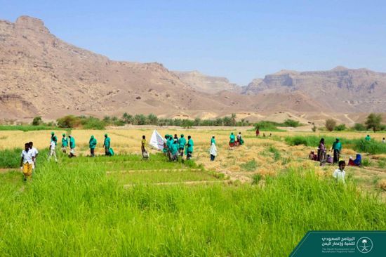 البرنامج السعودي يوضح مزايا مشروع زراعة القمح بالمهرة (صور)