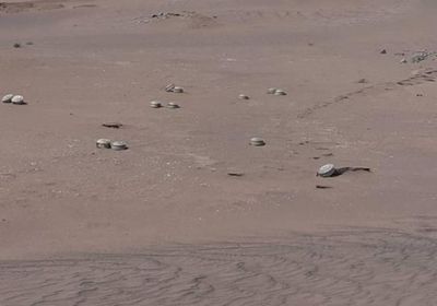 إزالة حقل ألغام زرعته مليشيات الحوثي بسوق النخيلة في الدريهمي