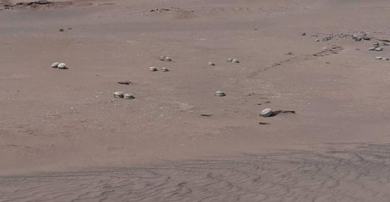 إزالة حقل ألغام زرعته مليشيات الحوثي بسوق النخيلة في الدريهمي