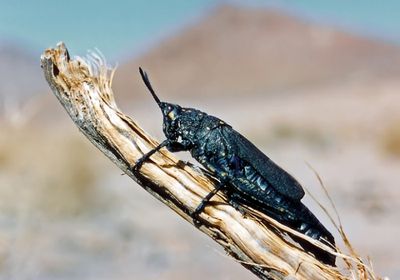 مصر توضح حقيقة تعرُّضها لهجمة جراد أسود