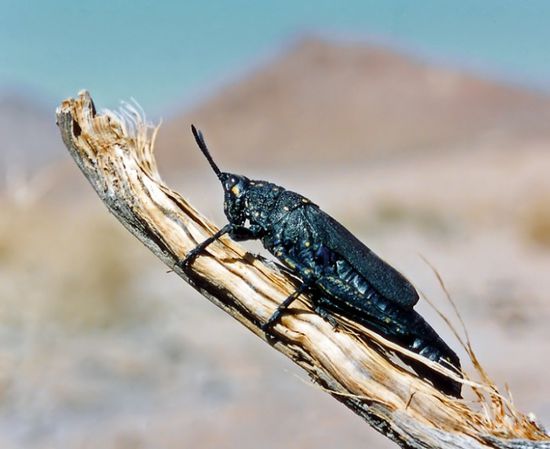 مصر توضح حقيقة تعرُّضها لهجمة جراد أسود