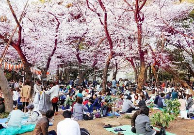  اليابان تلغي احتفالات موسم تأمل أزهار الكرز بسبب كورونا