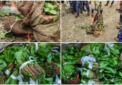 ضبط كميات من القات خلال تهريبها إلى الشحر