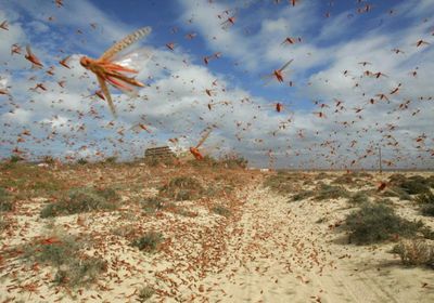 "البيئة" السعودية: تشكل أسراب جراد في حضرموت