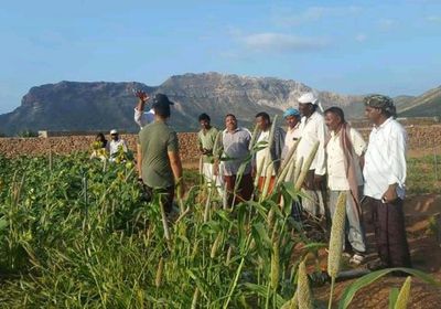 "خليفة الإنسانية" تعزز الأمن الغذائي في سقطرى (صور)