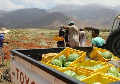 مزارع مؤسسة خليفة تزود سقطرى بالخضروات والفواكه (صور)