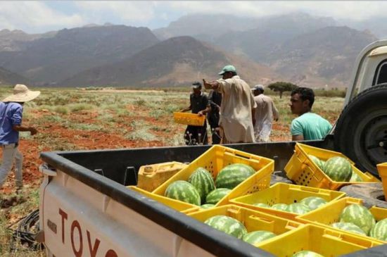 مزارع مؤسسة خليفة تزود سقطرى بالخضروات والفواكه (صور)
