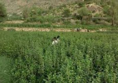 أصاب نجله بعيار ناري بسبب مزرعة قات في لحج