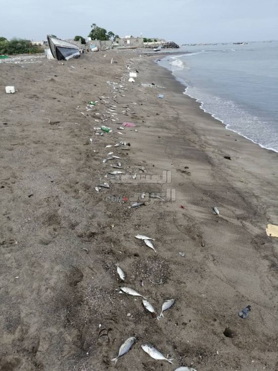 تعرف على سبب نفوق الأسماك بساحل شقرة