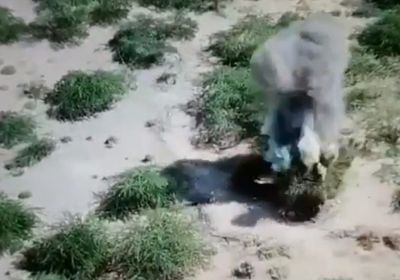 شاهد.. تدمير مدفع حوثي استهدف الدريهمي