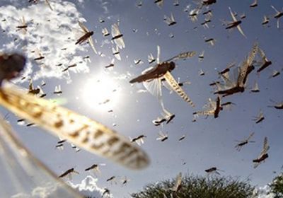 "الفاو": الجراد الصحراوي يهدد  الأمن الغذائي في اليمن