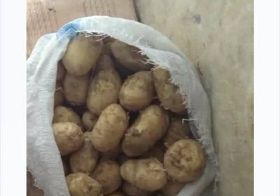 لأول مرة منذ عقود.. حصاد محصول البطاطس في جيشان  