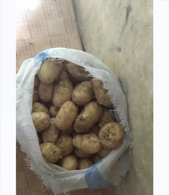 لأول مرة منذ عقود.. حصاد محصول البطاطس في جيشان  