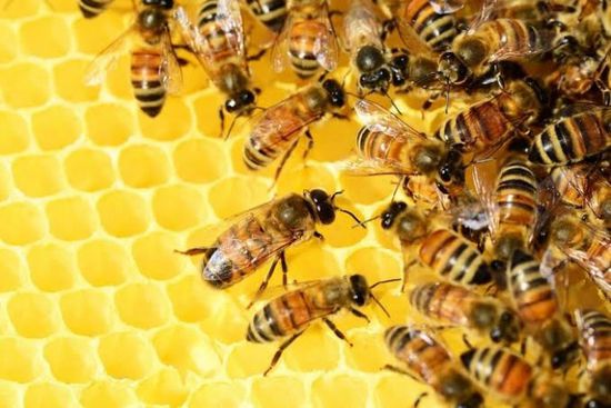  فيروس قاتل يتفشى بين النحل في بريطانيا