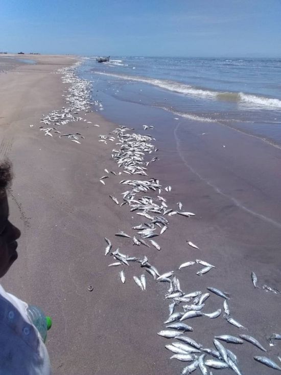 نفوق كميات كبيرة من الأسماك بساحل أبين