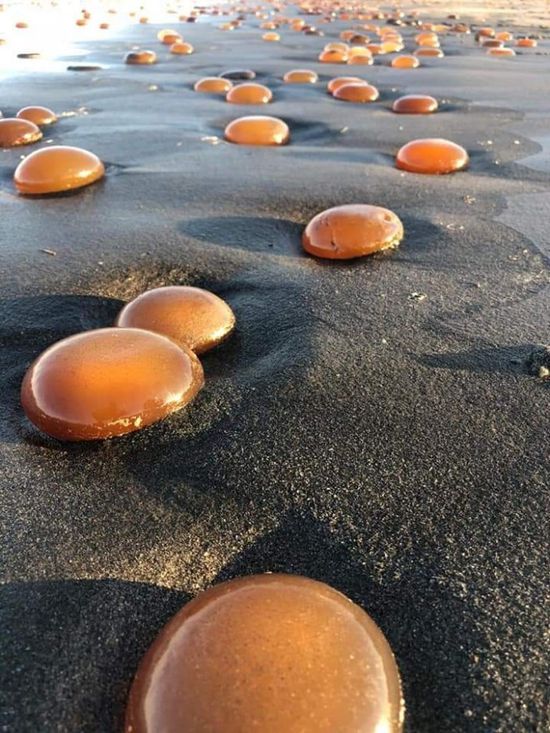 "الرصد البيئي" عن "الميدوزاء" بساحل أبين: "محاولة تزاوج فاشلة"