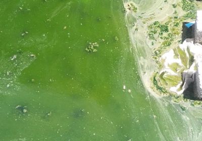 انتشار الحشرات في جيشان ومطالب بمكافحة الظاهرة