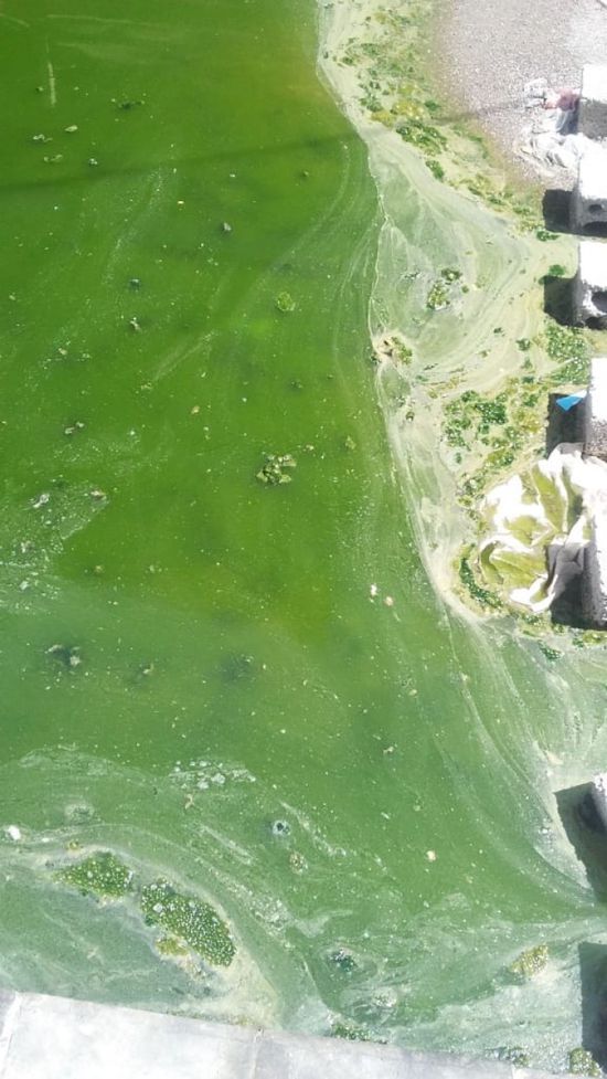 انتشار الحشرات في جيشان ومطالب بمكافحة الظاهرة