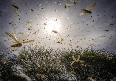 "الفاو": مكاسب كبيرة في مكافحة الجراد الصحراوي باليمن