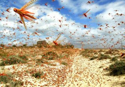 قادمة من اليمن.. توقعات بغزو أسراب جراد مناطق بالسعودية
