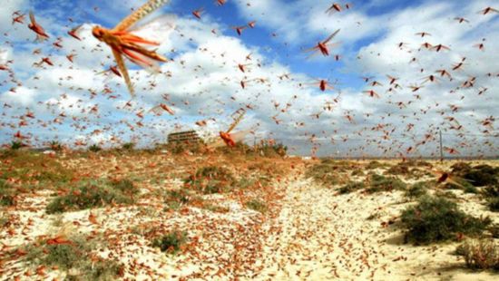 قادمة من اليمن.. توقعات بغزو أسراب جراد مناطق بالسعودية