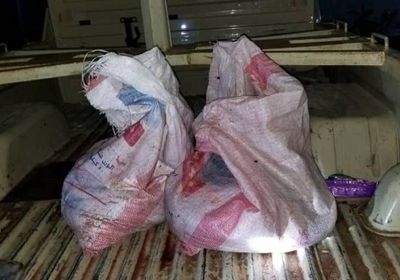 ضبط 9 متهمين بصيد السلاحف في ساحل حضرموت