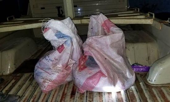 ضبط 9 متهمين بصيد السلاحف في ساحل حضرموت