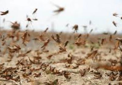 البنك الدولي يغازل اليمن بقروض لمكافحة الجراد